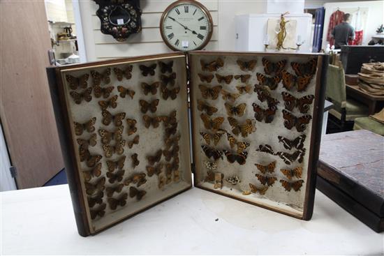 Two double book butterfly specimen cases, 13in.